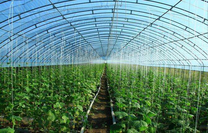 蔬菜大棚基本建設里遮陽網如何正確運用來提高效益